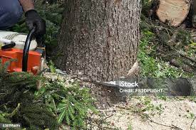 Best Tree Risk Assessment  in Kouts, IN