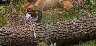 How Our Tree Care Process Works  in  Kouts, IN