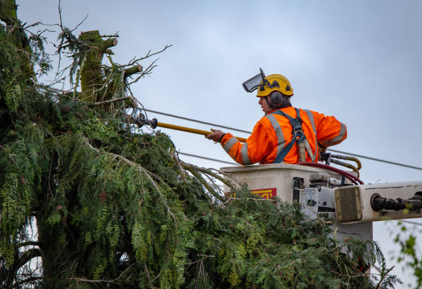 Best Tree Cabling and Bracing  in Kouts, IN