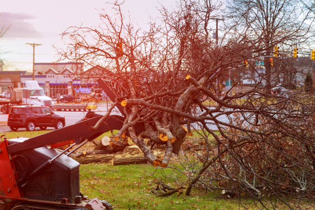 Best Hazardous Tree Removal  in Kouts, IN