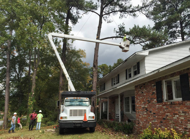 Best Tree Removal  in Kouts, IN