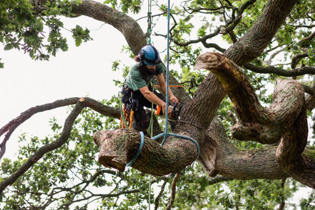 Best Tree Maintenance Programs  in Kouts, IN