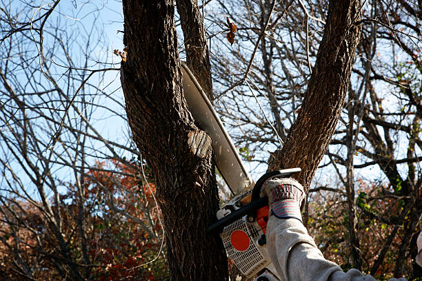 Best Arborist Consultation Services  in Kouts, IN