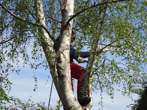 Best Emergency Tree Removal  in Kouts, IN