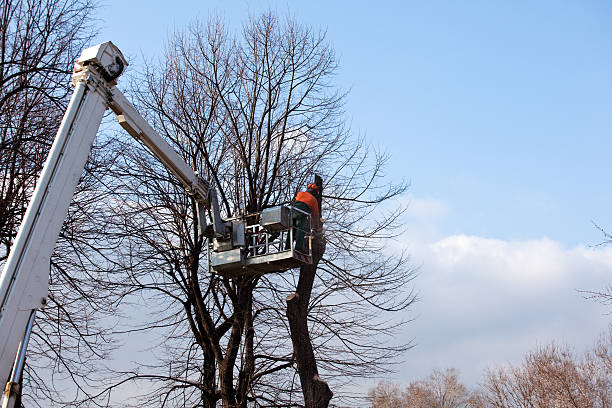 Best Stump Grinding and Removal  in Kouts, IN