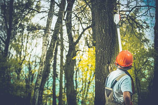 Best Tree Disease Treatment  in Kouts, IN