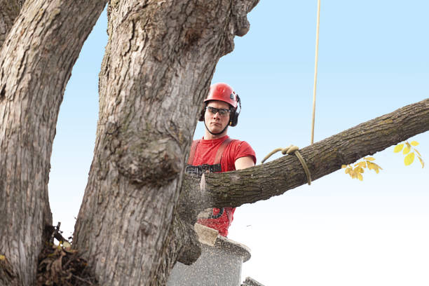 Reliable Kouts, IN Tree Care Solutions